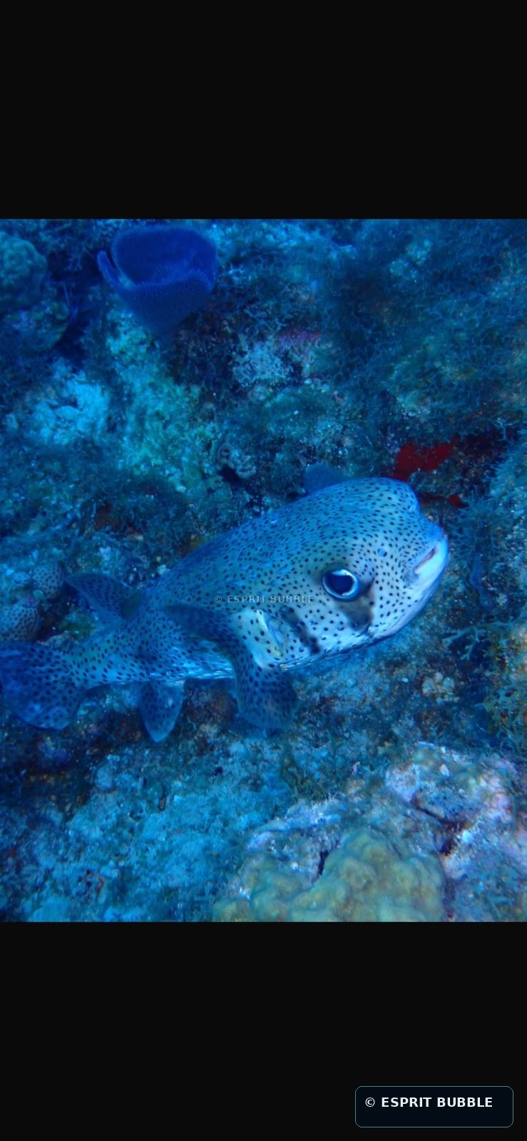 Poisson observé en plongée